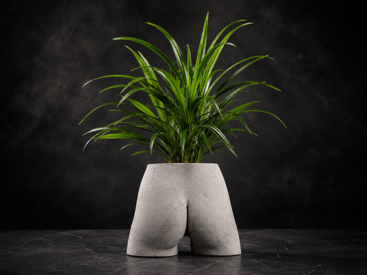 Cheeky Bum cast stone planter with green houseplant on dark studio backdrop