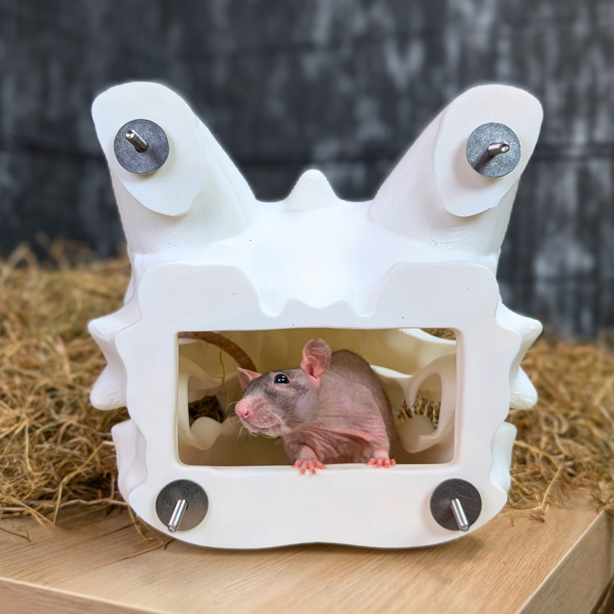 Dragon Skull Rat Hide top-down view showing interior