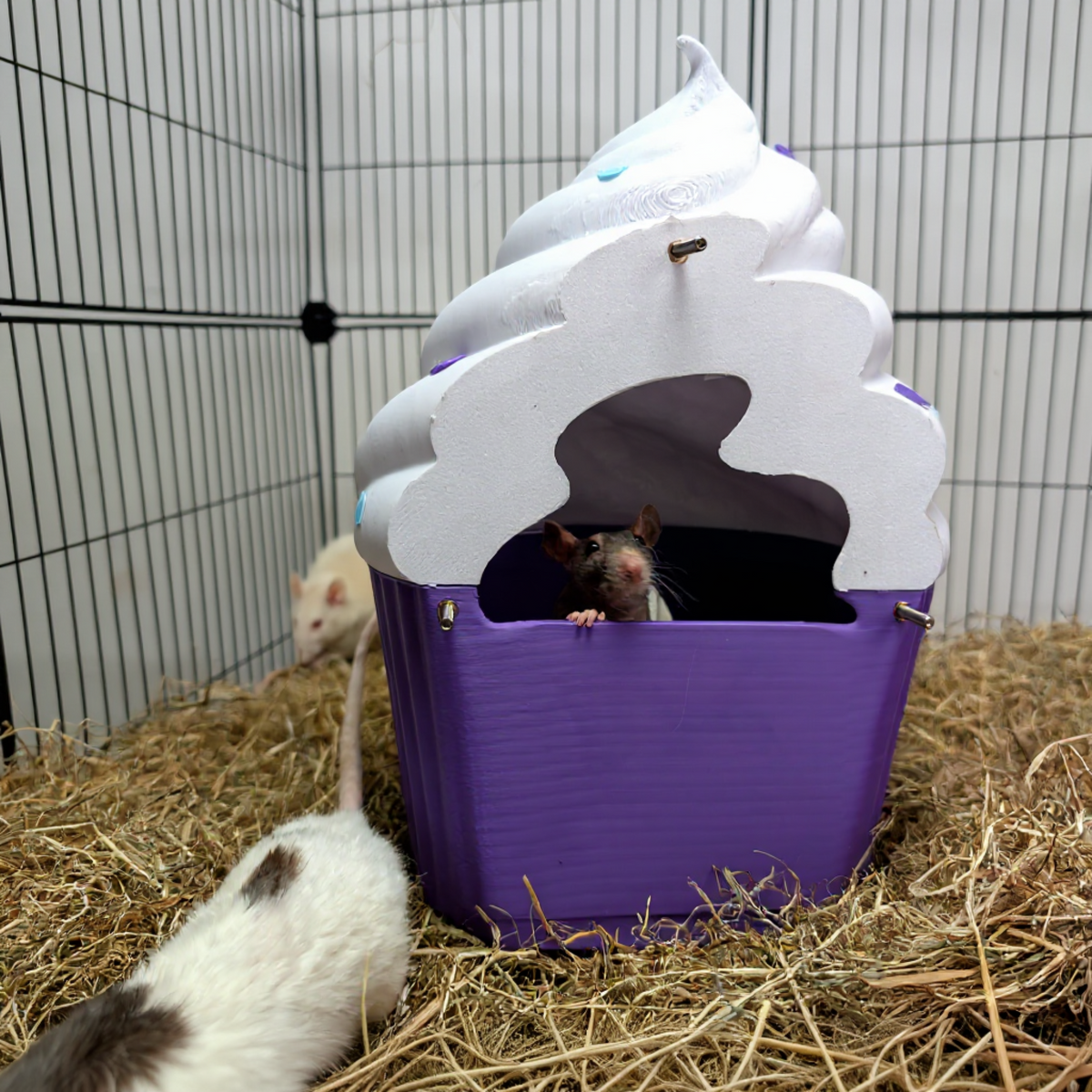 Cupcake Rat Hide & Bed size reference with hand for scale