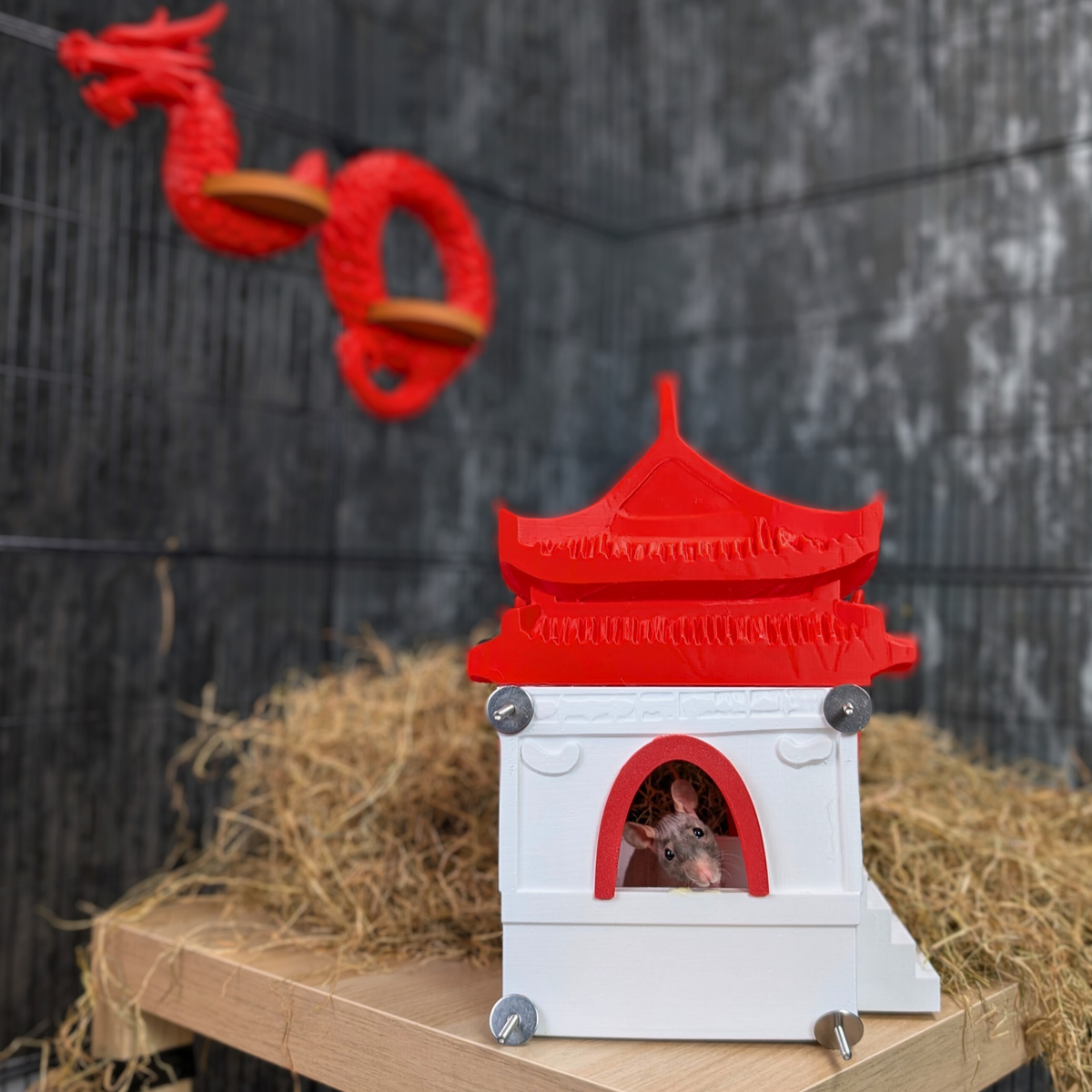 Chinese Temple Rat Hide size reference with hand for scale