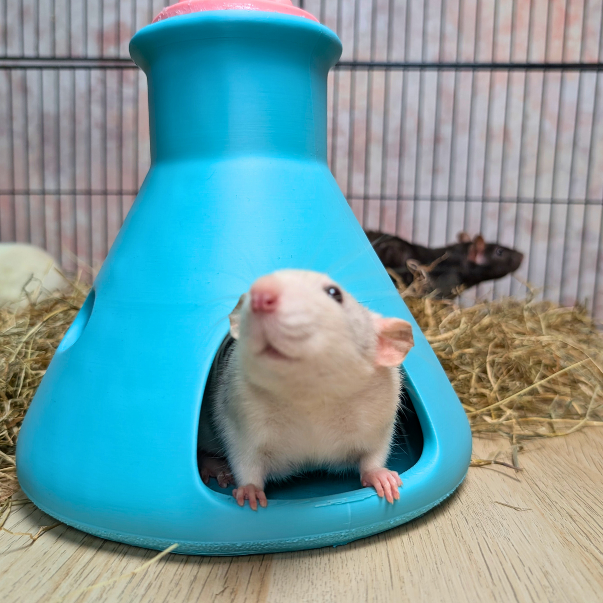 Rat House lifestyle context shot