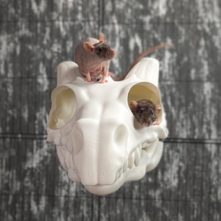Dragon Skull Rat Hide - handmade cage accessory | Ripleys Nest