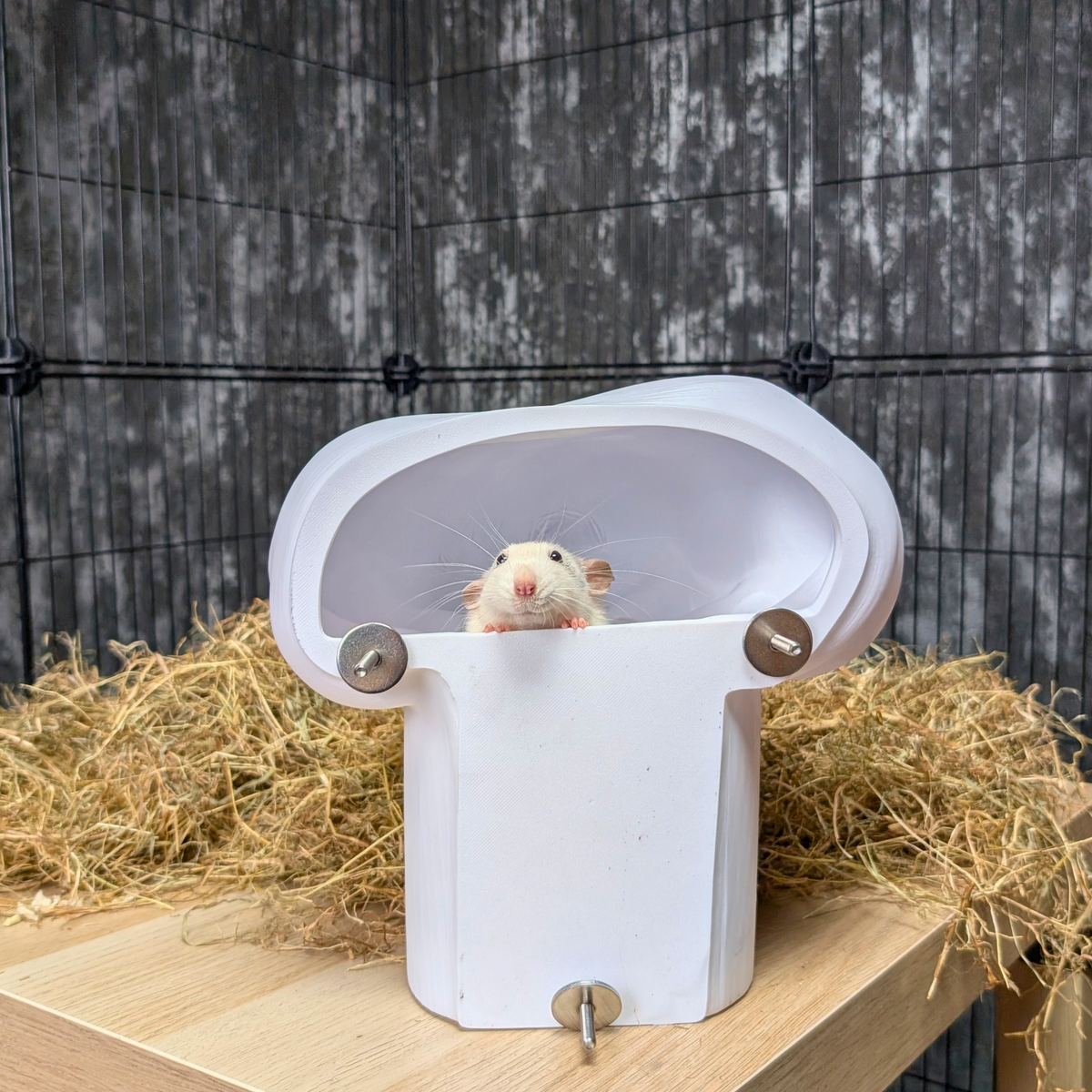 Chef Hat Rat Hide & Bed size reference with hand for scale