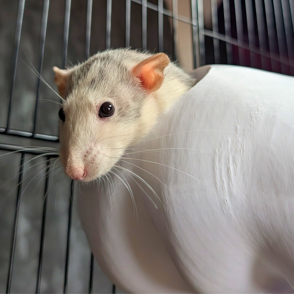 Chef Hat Rat Hide & Bed styled in home setting