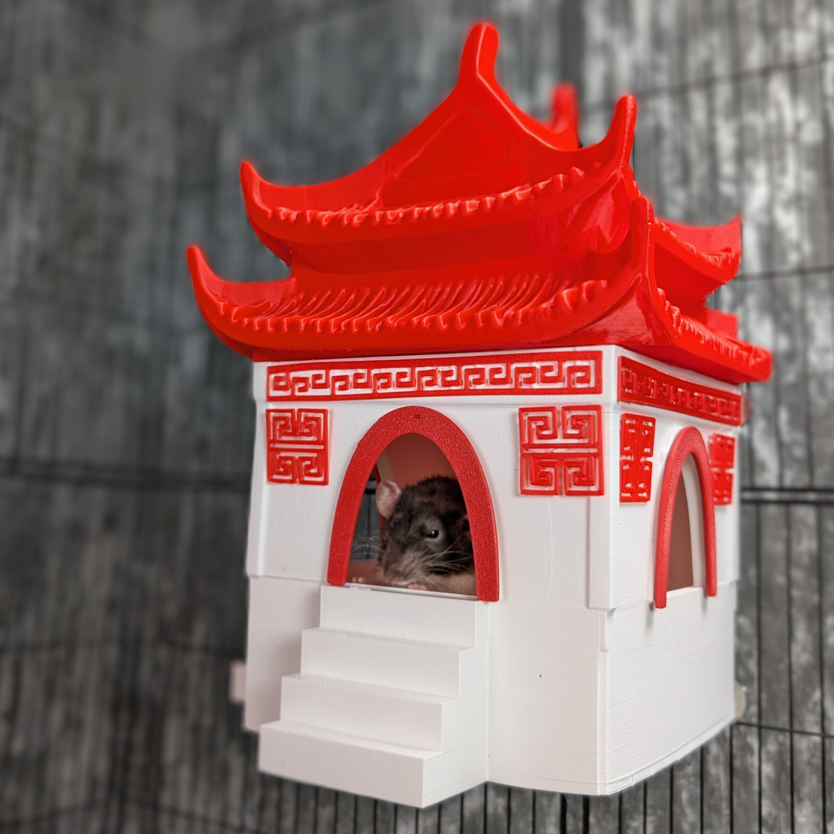 Chinese Temple Rat Hide lifestyle context shot