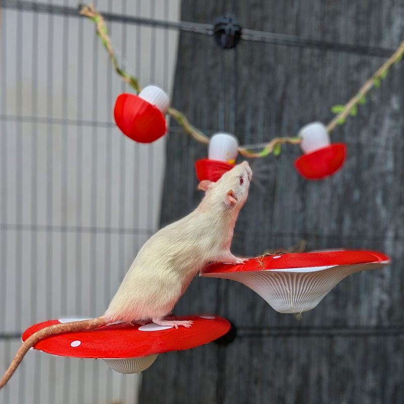 Mushroom Rat Shelf Pair - handcrafted cage shelf set | Ripleys Nest