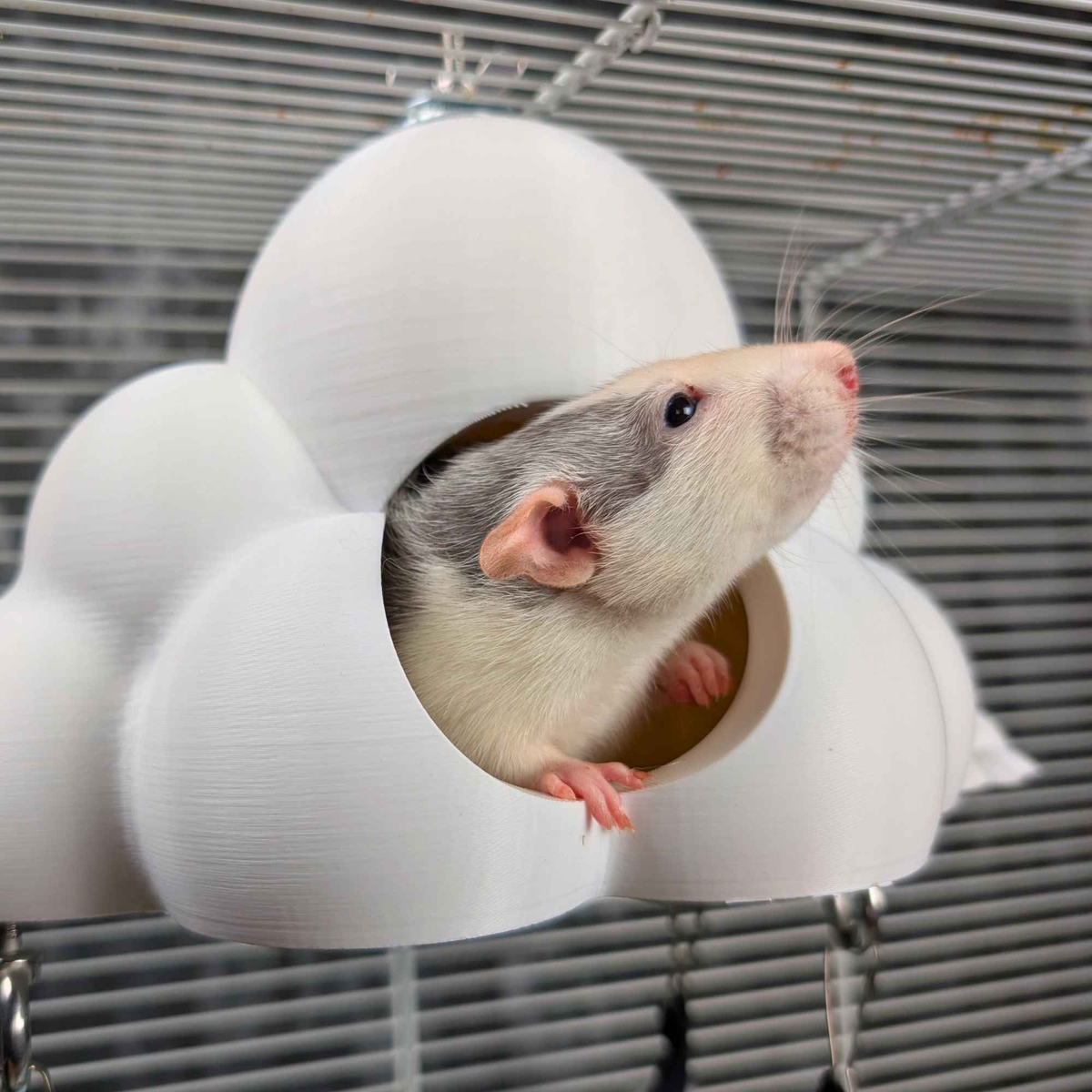 Cloud Hideaway Pet Hammock in-use demonstration