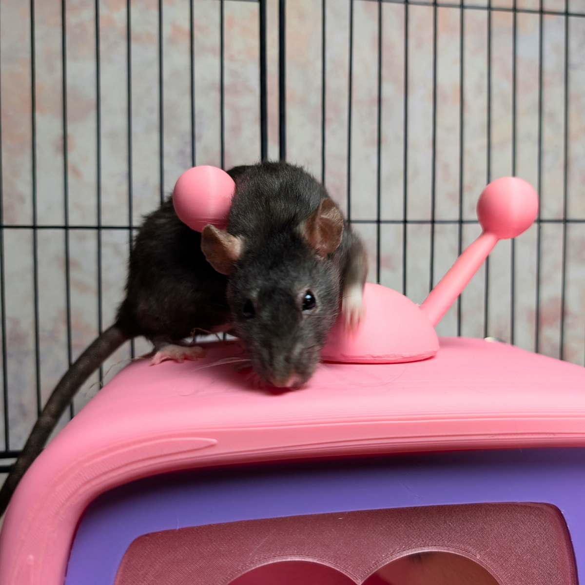 Retro TV Rat Hide additional angle showing colour accuracy