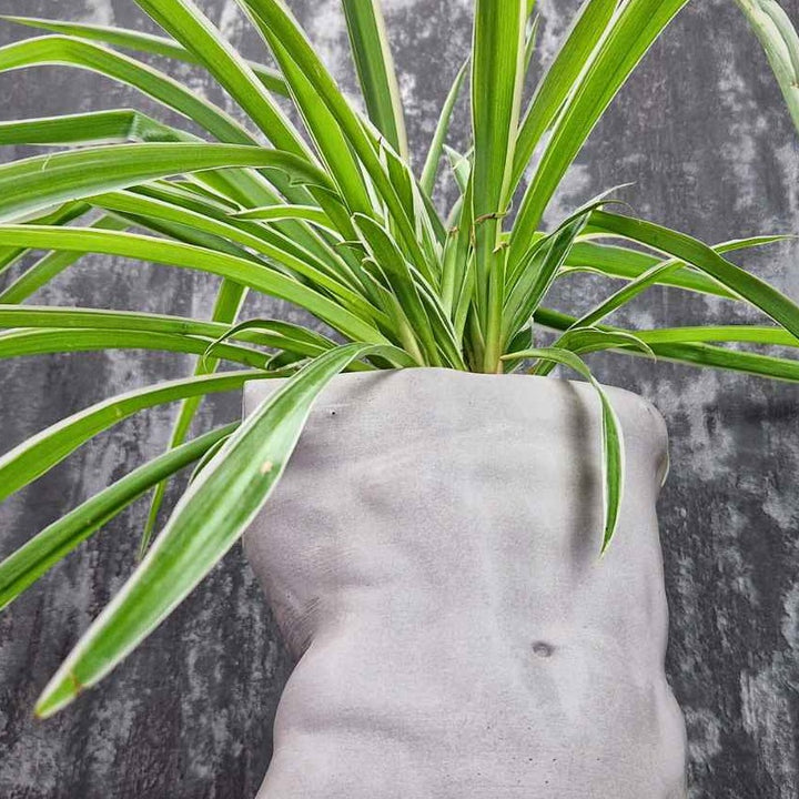 Large planted Greek god male torso planter beside a smaller unplanted planter