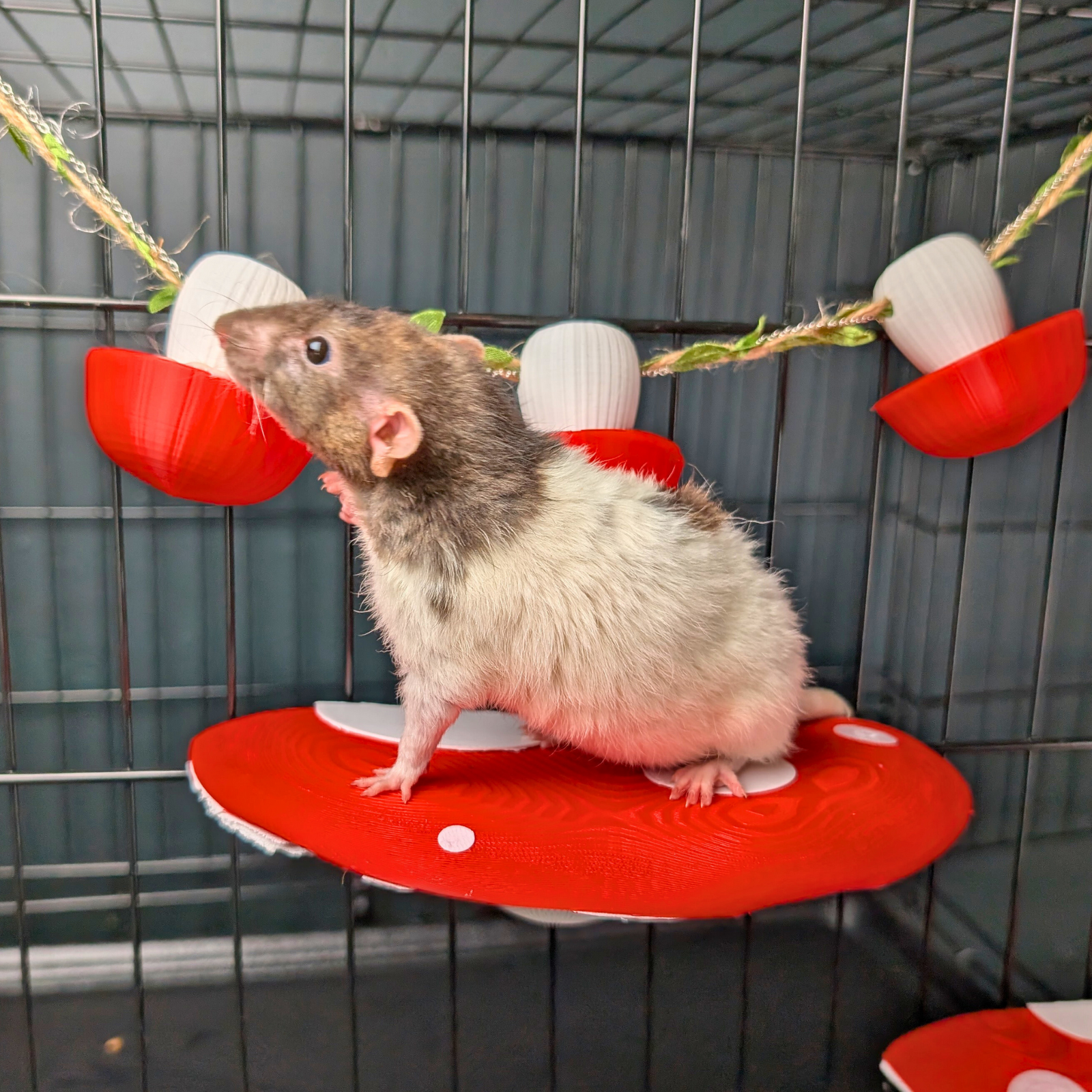 Mushroom forage cups - rat enrichment