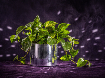 Silver mirror mosaic cylinder plant pot with trailing green pothos on a purple backdrop