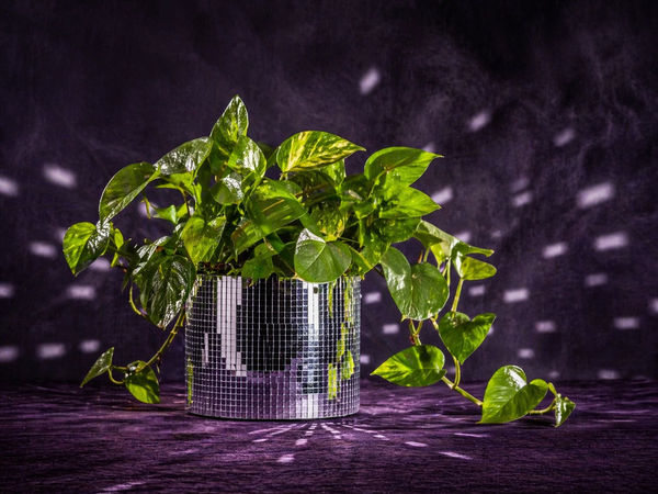 Disco Ball Plant Pot - Add Sparkle to Your Greenery