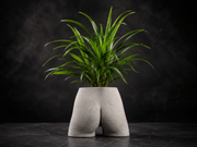 Cheeky Bum cast stone planter with green houseplant on dark studio backdrop