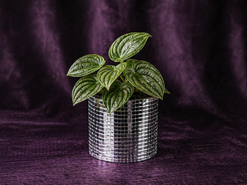 Disco Ball Plant Pot - Add Sparkle to Your Greenery - front view | Ripleys Nest