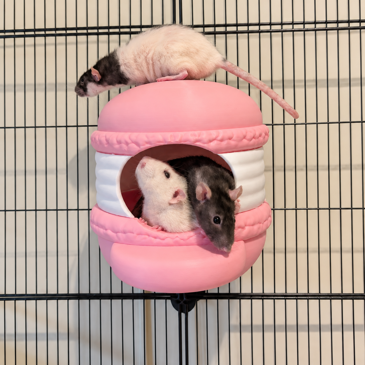 Three real rats interacting with a pink and white macaron hide on cage bars.