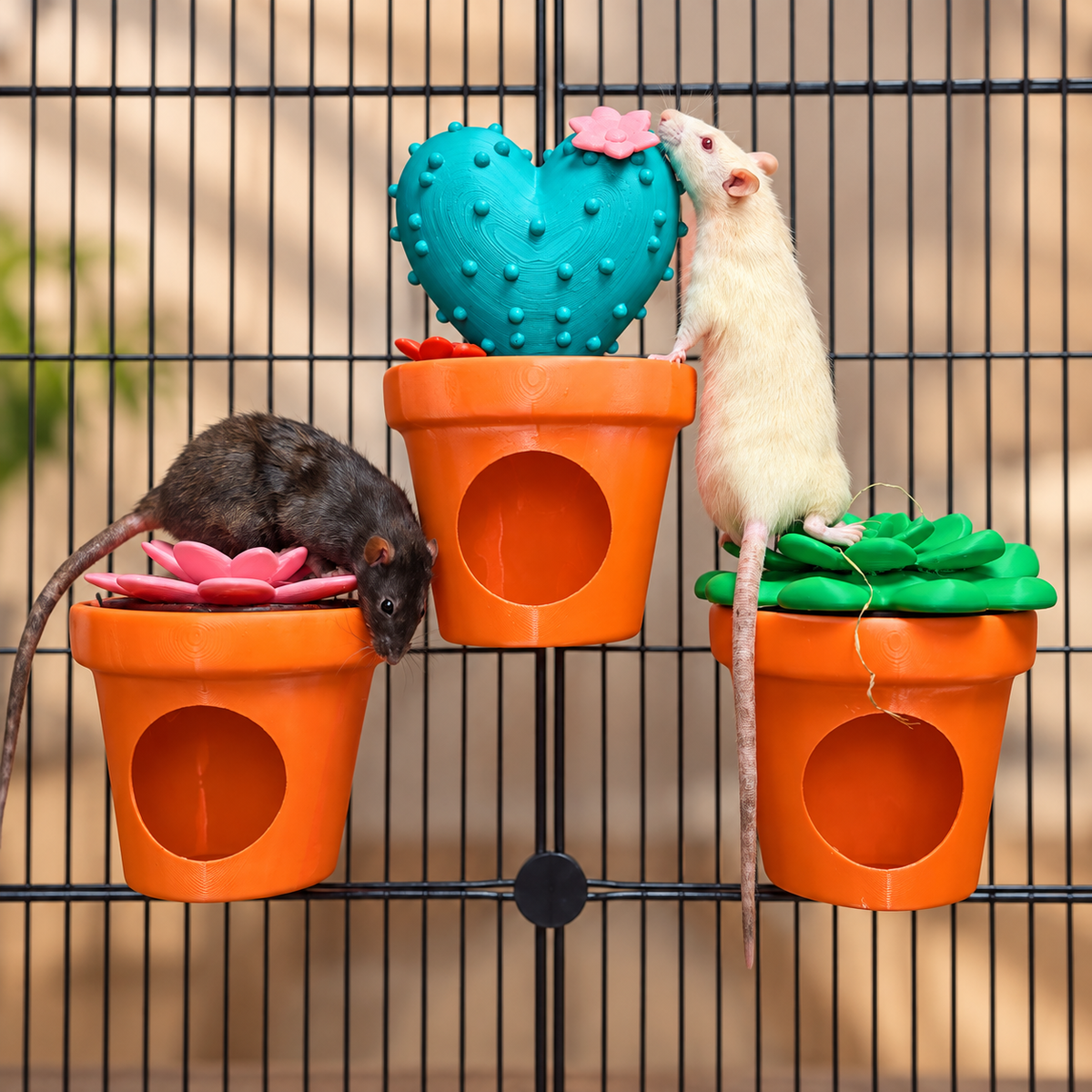 Cactus rat hideaway set
