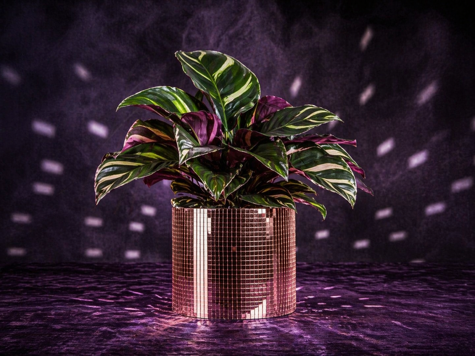 Disco Ball Plant Pot - Add Sparkle to Your Greenery - styled product photo | Ripleys Nest
