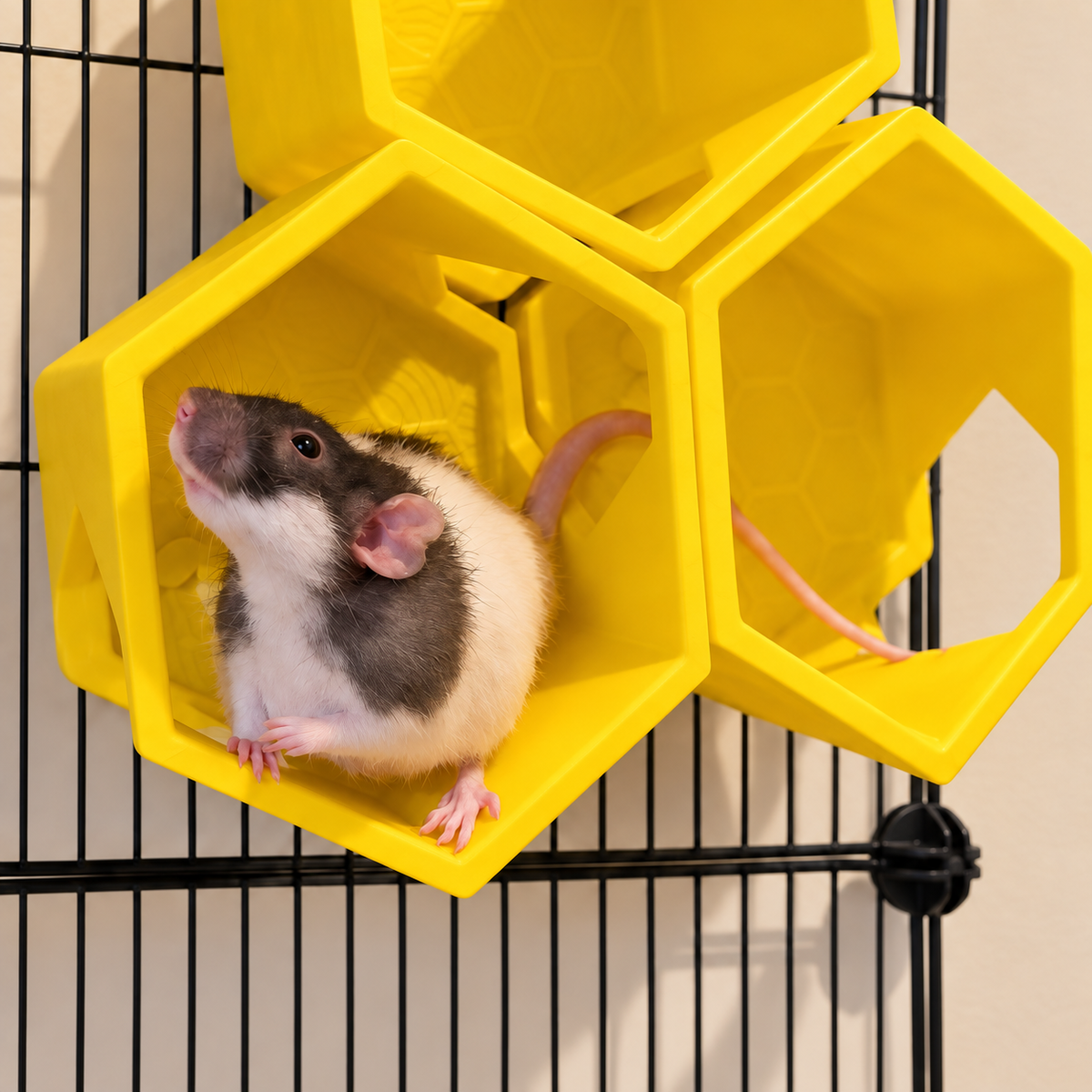Black-and-white rat sitting on the lower shelf in a group of three yellow honeycomb cage shelves.