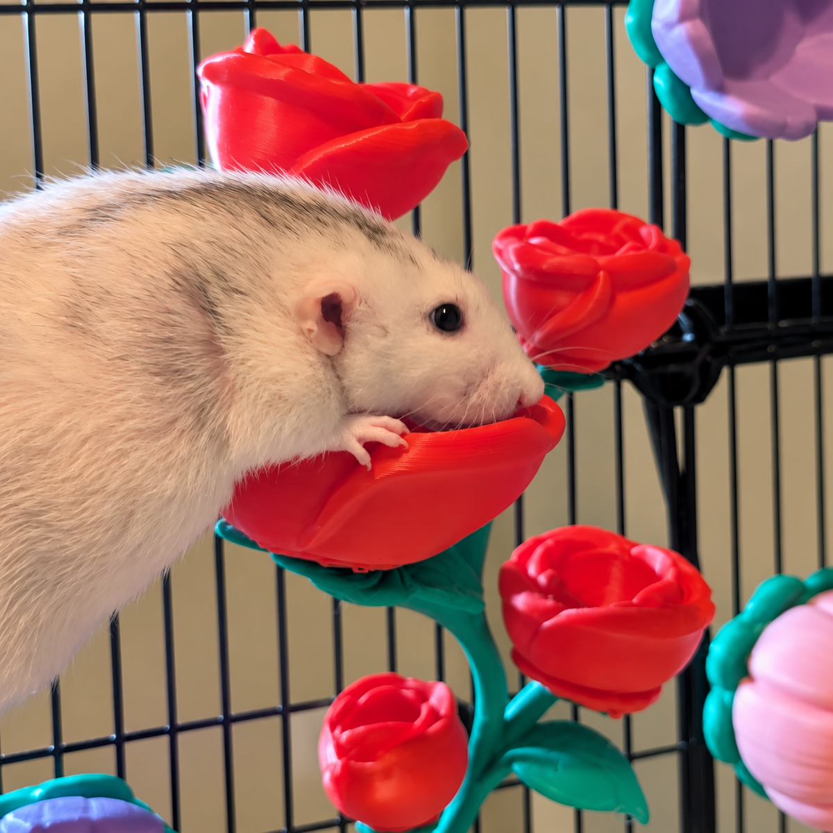 Cream rat reaching into one red rose cup of the mounted vine