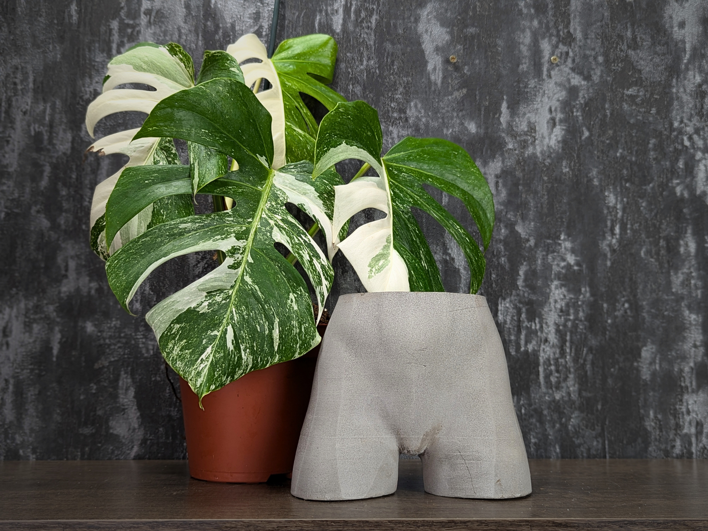 Cheeky Chic Planter