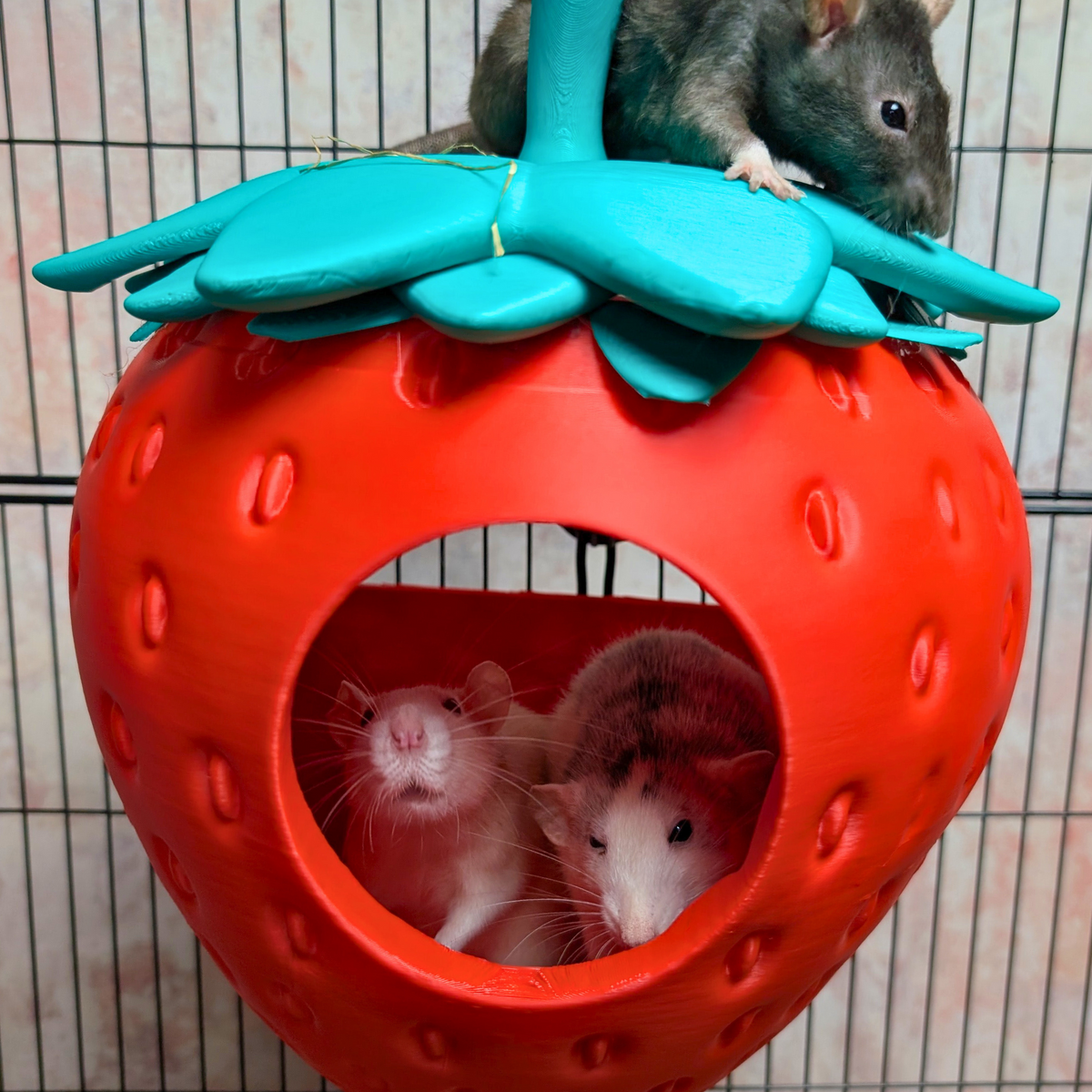 Strawberry Rat Hide front view showing entrance