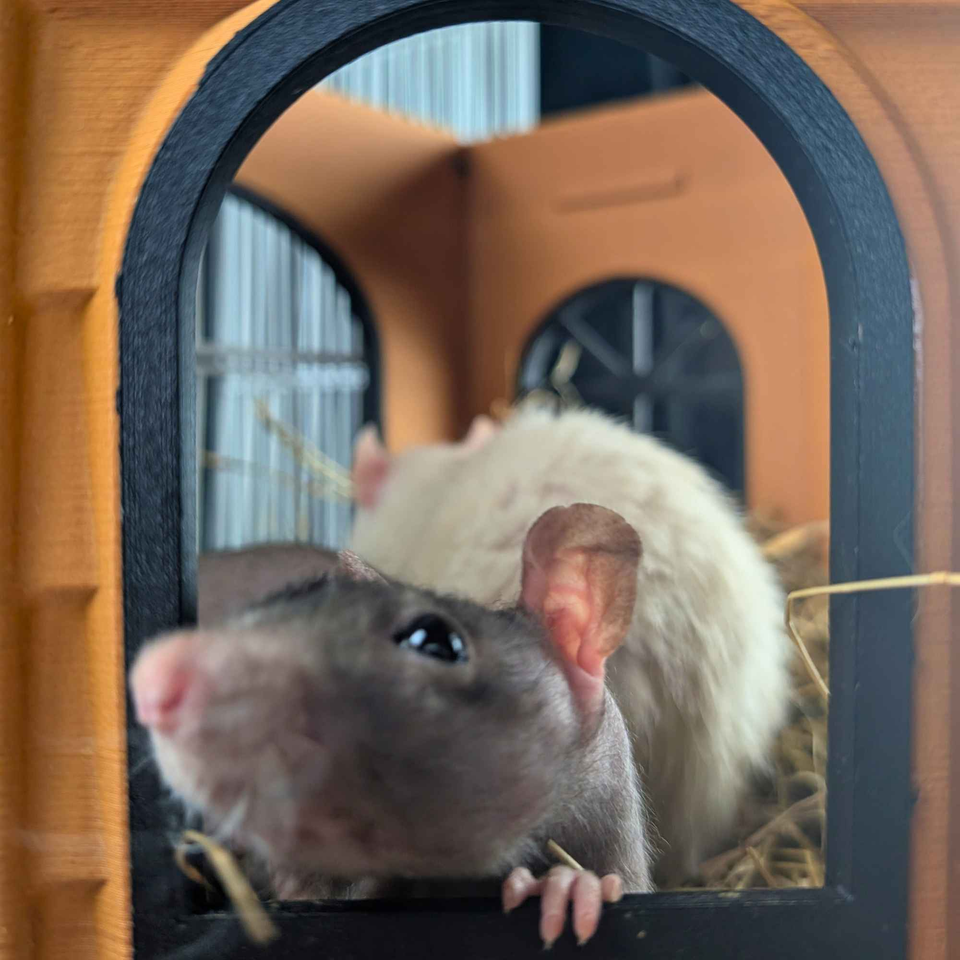 Luxury Rat Mansion Hideaway styled in home setting