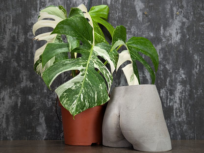 Cheeky Chic Planter