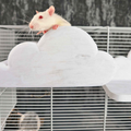 Cloud Rat Shelves & Hideaway attachment mechanism close-up