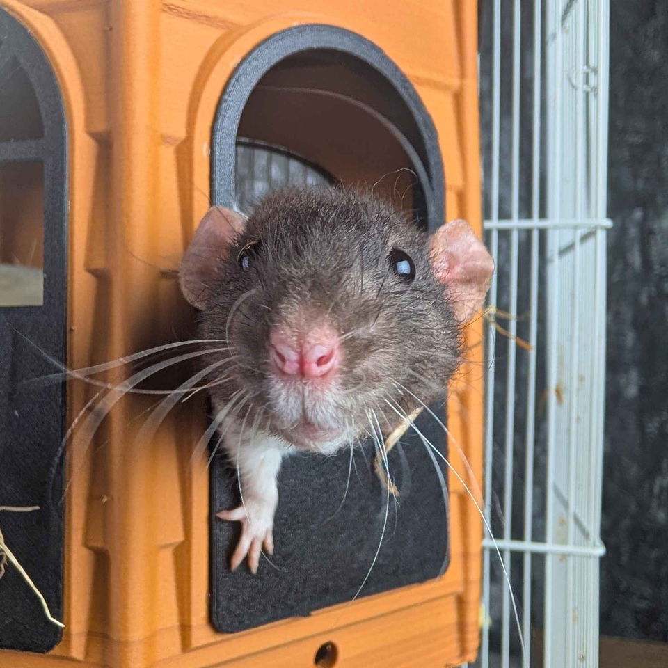 Luxury Rat Mansion Hideaway top-down view showing interior