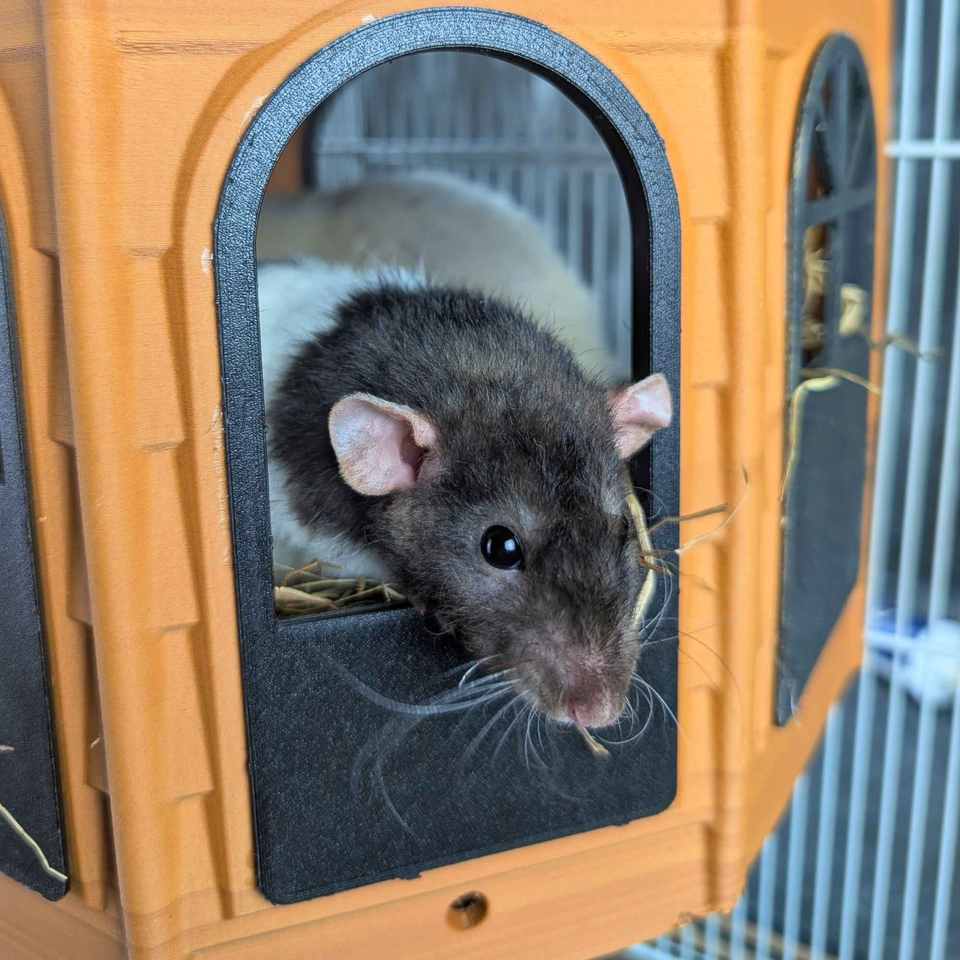 Luxury Rat Mansion Hideaway front view showing entrance
