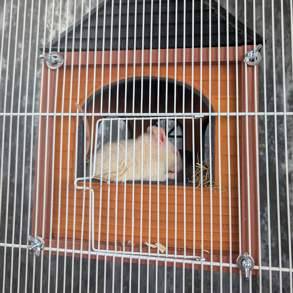 Luxury Rat Mansion Hideaway lifestyle context shot
