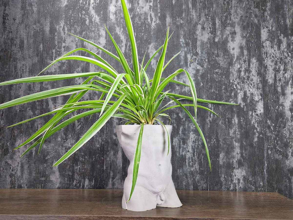 Greek God Male Planter front view showing planting area