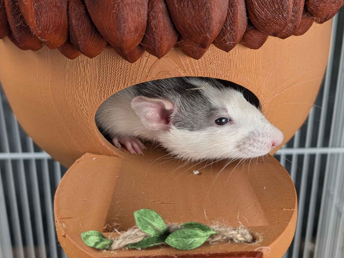 Personalized Acorn Rat Hideaway Lodge top-down view showing interior