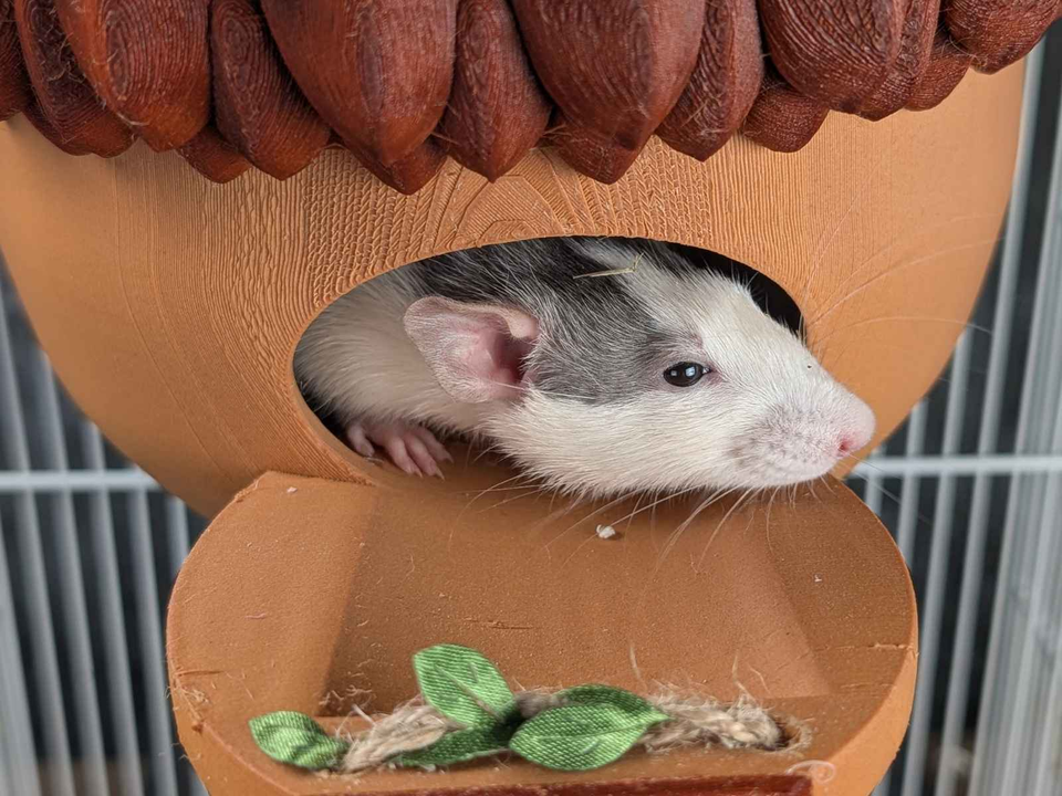 Personalized Acorn Rat Hideaway Lodge top-down view showing interior