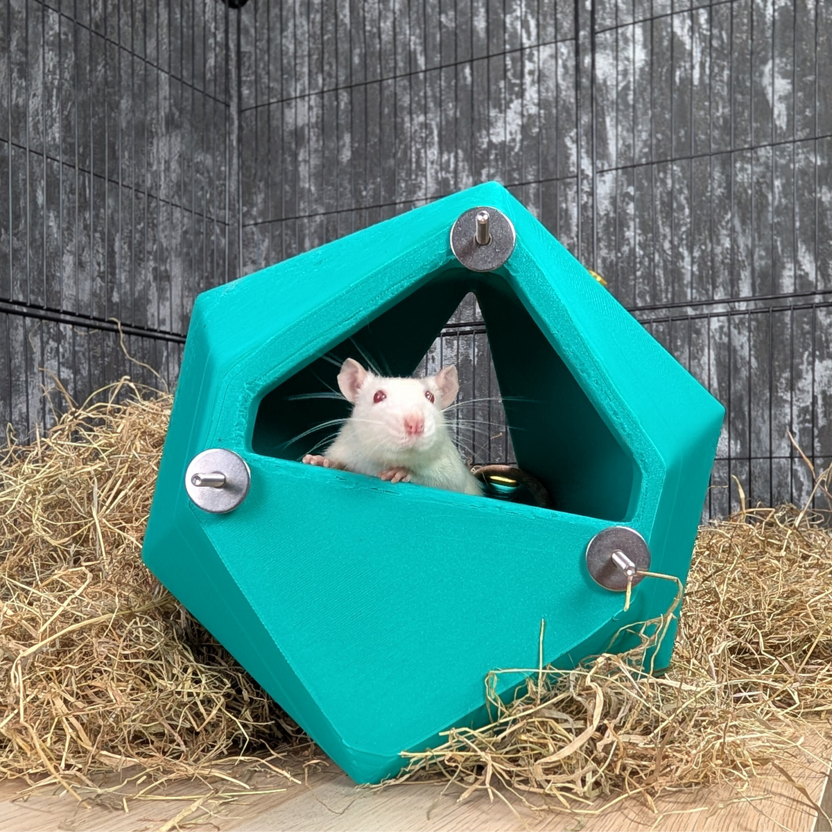 D20 Dice Rat Hide: teal die hide with rat inside on cage bedding