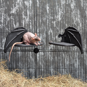 Gothic Bat Wing Rat Cage Shelf Perch - handmade cage shelf set | Ripleys Nest