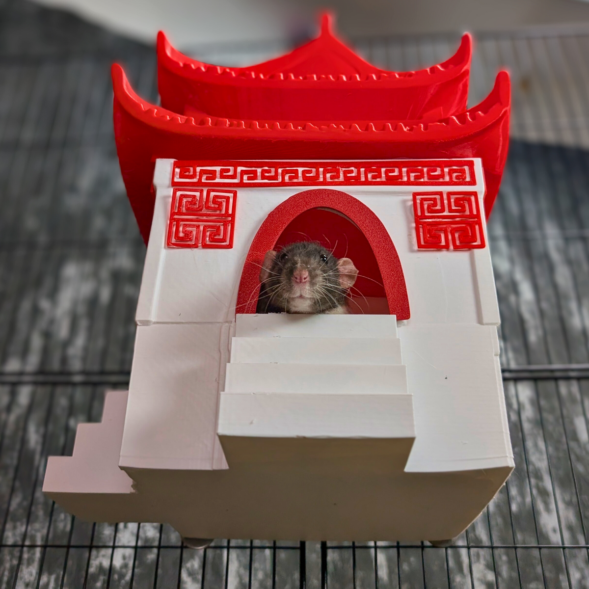 Chinese Temple Rat Hide side profile view