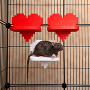 Pixel-heart rat ledges