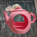 Teapot Rat Hide & Shelf Set styled in home setting