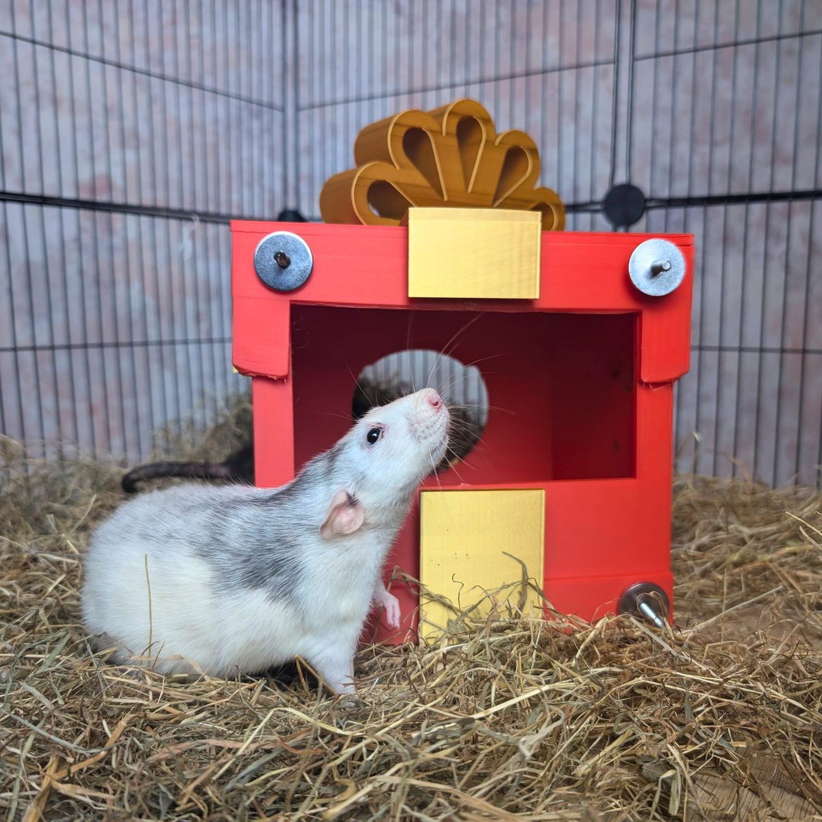 White rat beside a small red and gold present-shaped hide