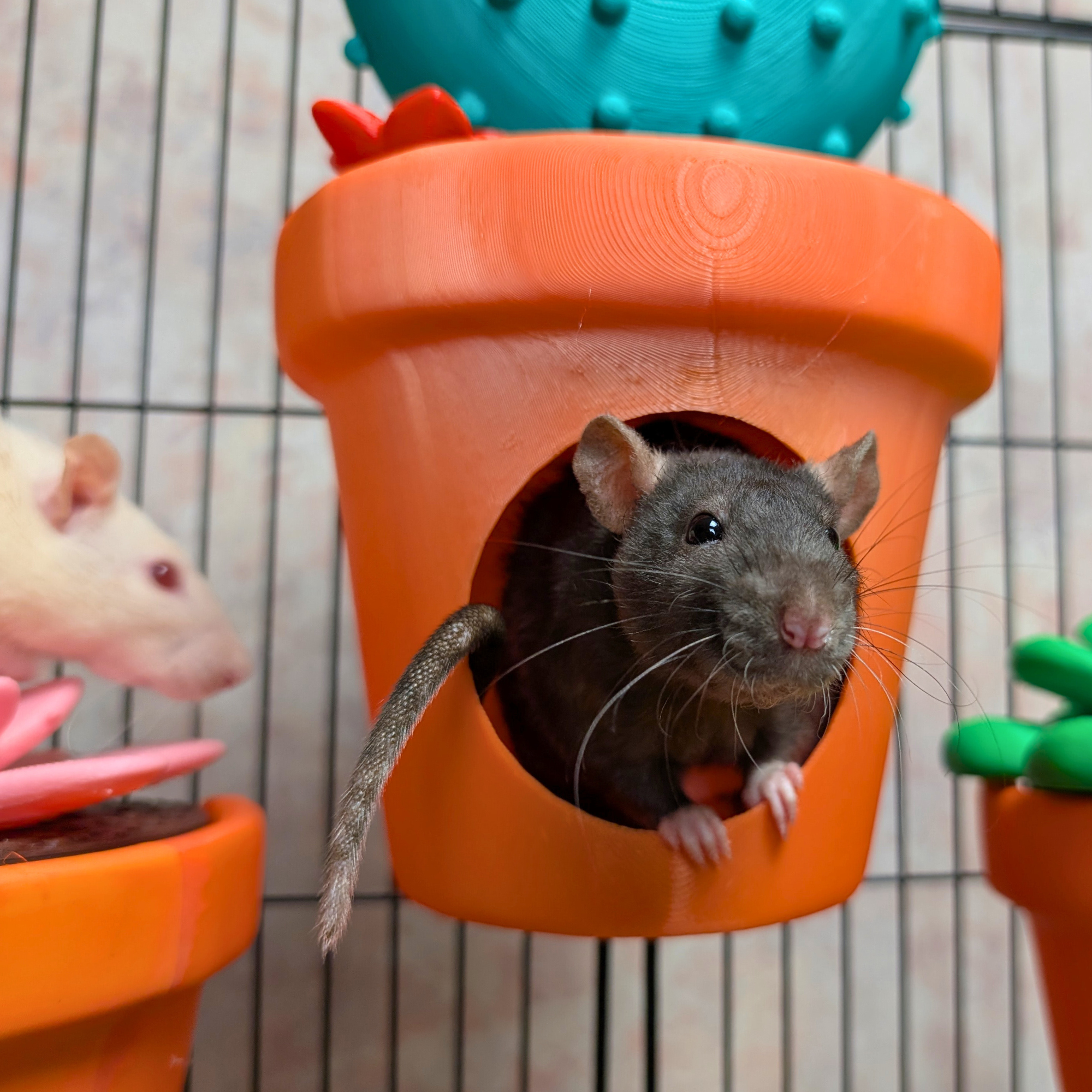 Rat Hide Cactus Pot | 3D Printed Small Animal House