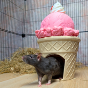 Ice Cream Cone Rat Hide - handmade cage accessory | Ripleys Nest