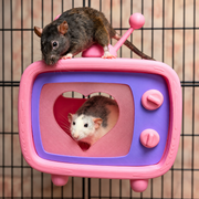 Retro TV rat hide