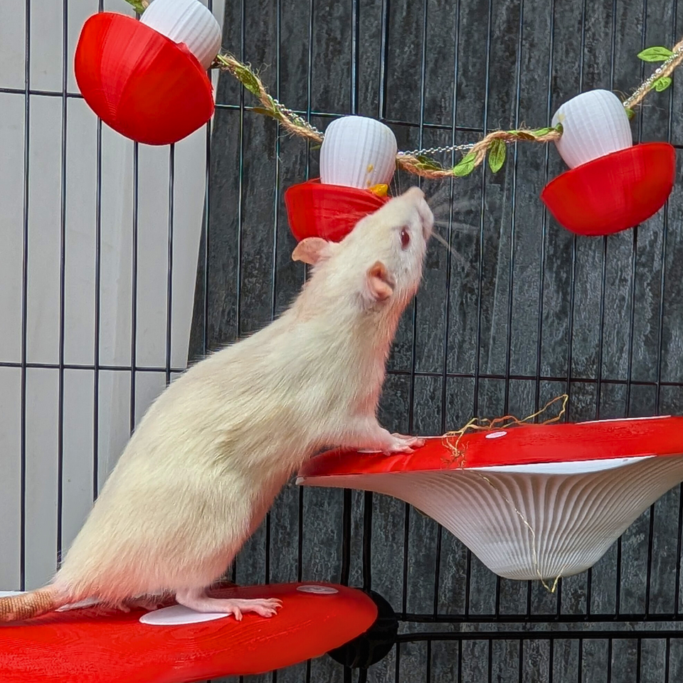 Mushroom Rat Foraging Toy Cups complete set laid out