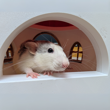 Pet rat looking through the arched opening of the Fairy Mushroom rat hide