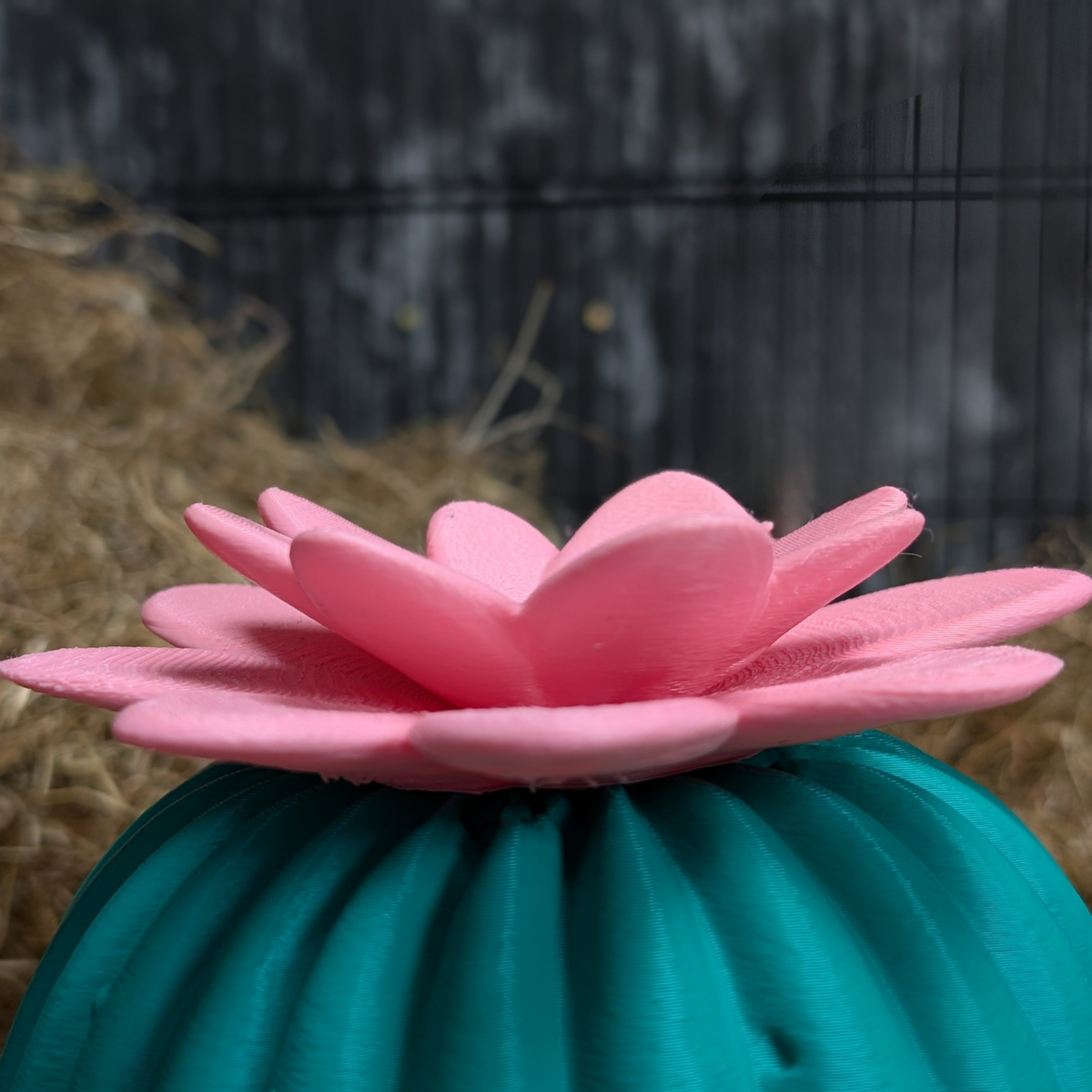 Cactus Rat House & Pet Bed top-down view showing interior
