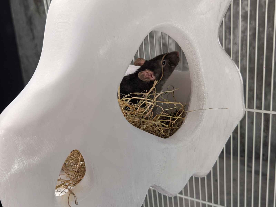 Gothic Skull Rat Hideout & Hanging Nest styled in home setting