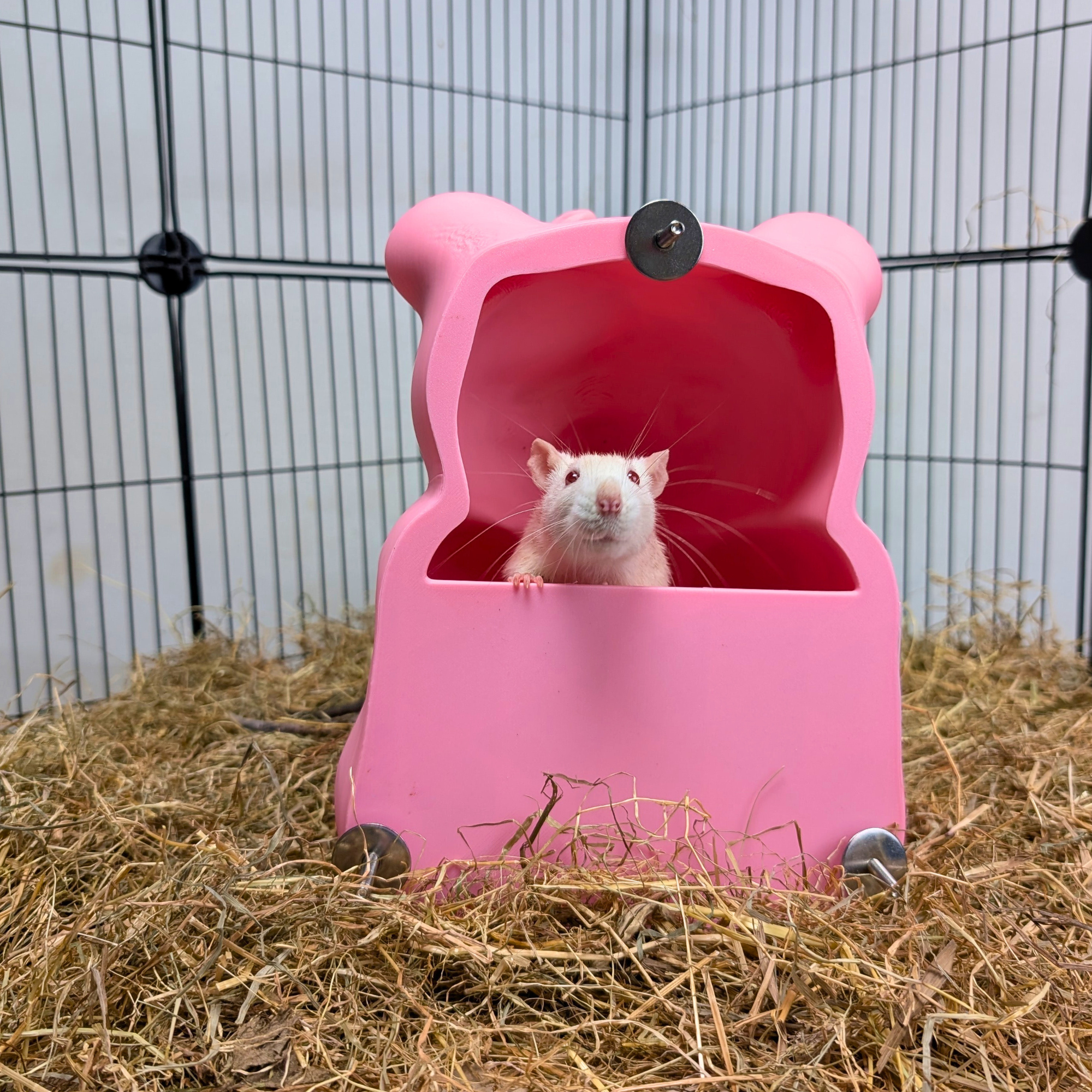 Cute Sweet Bear Rat Hide & Bed