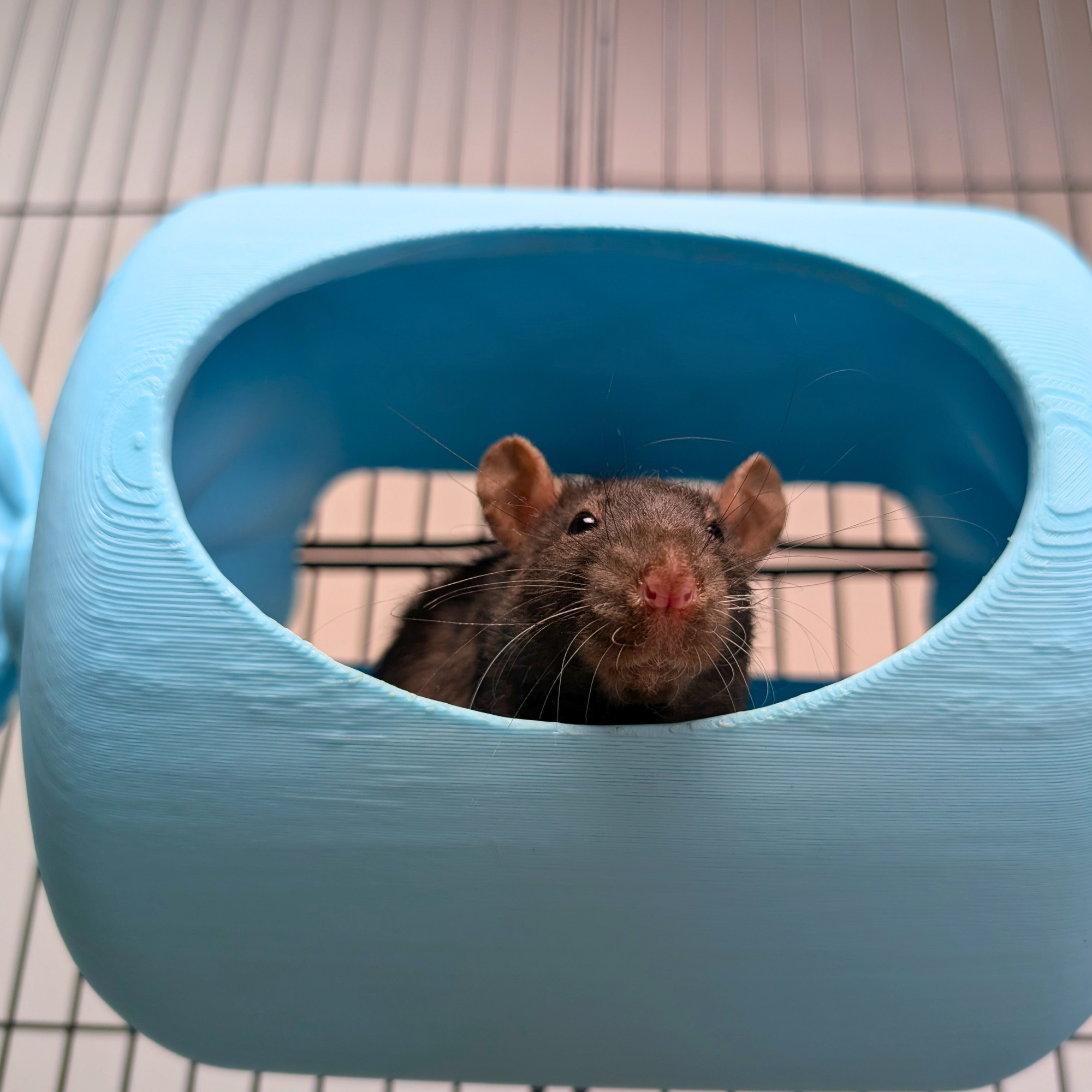 Blue Sweetie Rat Hide & Bed