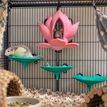 Lily flower bed & perches